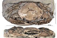 Charybdis sp